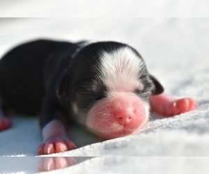 Auss-Tzu Puppy for sale in PALM COAST, FL, USA