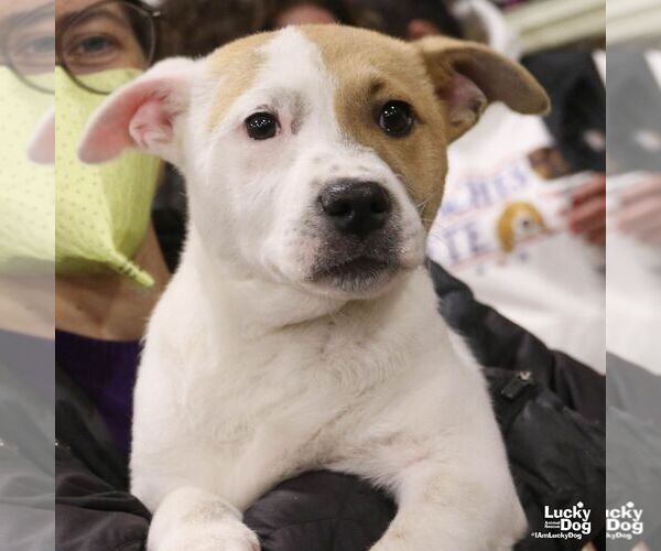 Medium Photo #2 Retriever -Unknown Mix Puppy For Sale in Washington, DC, USA