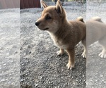 Small Photo #8 Shiba Inu Puppy For Sale in HARRISBURG, MO, USA