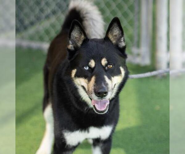 Medium Photo #2 Gerberian Shepsky Puppy For Sale in Camarillo, CA, USA