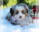 Small Photo #3 Australian Shepherd Puppy For Sale in DUNDEE, NY, USA