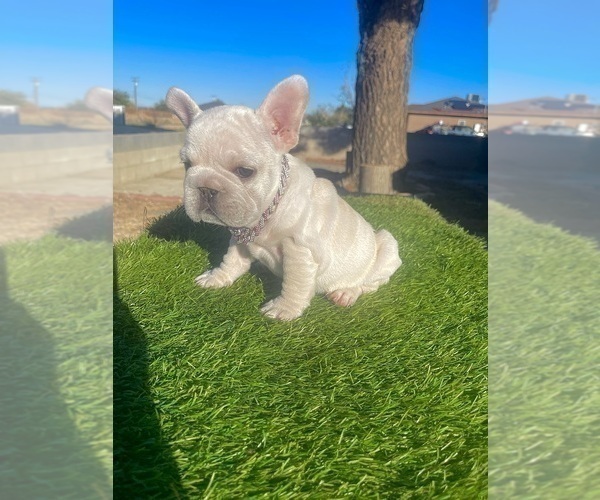 Medium Photo #6 French Bulldog Puppy For Sale in DENVER, CO, USA
