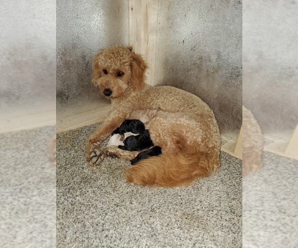 Medium Photo #1 Goldendoodle-Poodle (Miniature) Mix Puppy For Sale in DUNDEE, OH, USA
