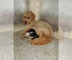 Goldendoodle-Poodle (Miniature) Mix Dogs for adoption in DUNDEE, OH, USA
