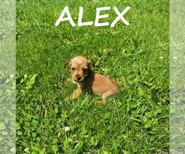 Medium Photo #4 Carkie Puppy For Sale in HARTLAND, MN, USA
