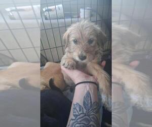 Poodle (Miniature)-Unknown Mix Dogs for adoption in Palatine/Kildeer/Buffalo grove, IL, USA