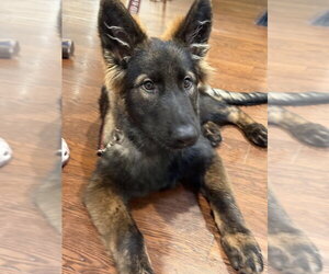 Ghost - Male German Shepherd Dog Dog for Adoption - Photo #2