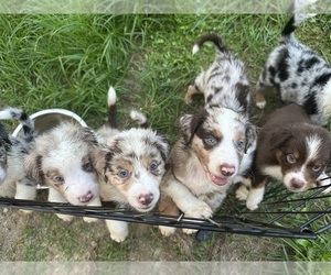 Australian Shepherd Puppy for sale in HYDEN, KY, USA