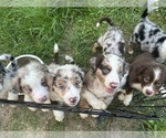 Small Australian Shepherd