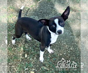 Chihuahua Dogs for adoption in Irvine, CA, USA