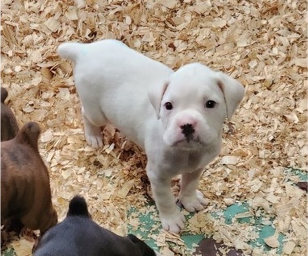 Medium Photo #5 Boxer Puppy For Sale in STAFFORD SPRINGS, CT, USA