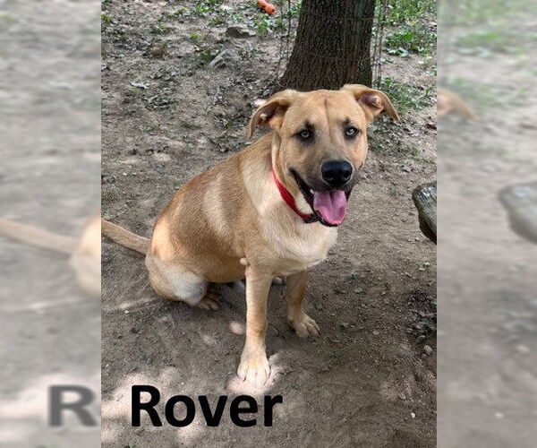 Medium Photo #2 Black Mouth Cur-Labrador Retriever Mix Puppy For Sale in Mountain View, AR, USA
