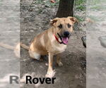 Small #1 Black Mouth Cur-Labrador Retriever Mix