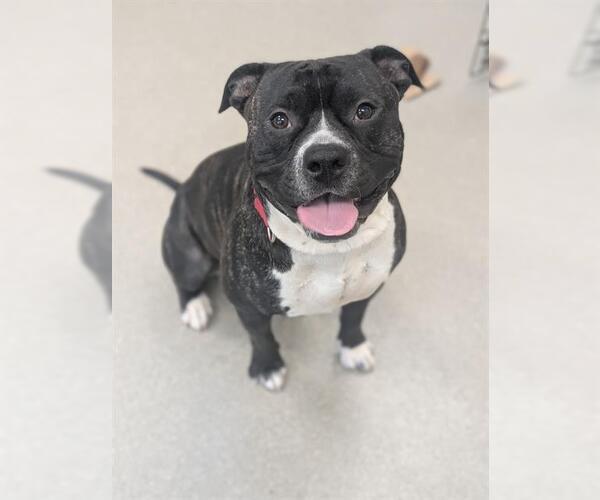 Medium Photo #1 Mutt Puppy For Sale in Las Vegas, NV, USA