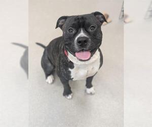 Mutt Dogs for adoption in Las Vegas, NV, USA