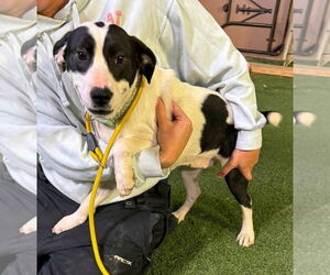 Labrador Retriever-Unknown Mix Dogs for adoption in Alexander, AR, USA