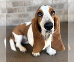 Small #1 Basset Hound
