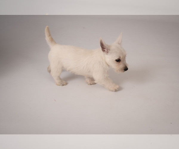 Medium Photo #6 West Highland White Terrier Puppy For Sale in PLEASANTON, KS, USA