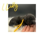 Puppy Lily Sheepadoodle
