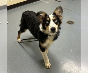 Australian Shepherd Dogs for adoption in Denver, CO, USA