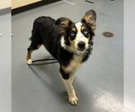 LOVELACE - Female Australian Shepherd Dog for Adoption - Small photo