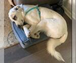Small #4 Anatolian Shepherd-Great Pyrenees Mix