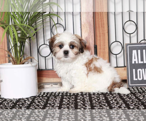 Zuchon Puppy for sale in NAPLES, FL, USA