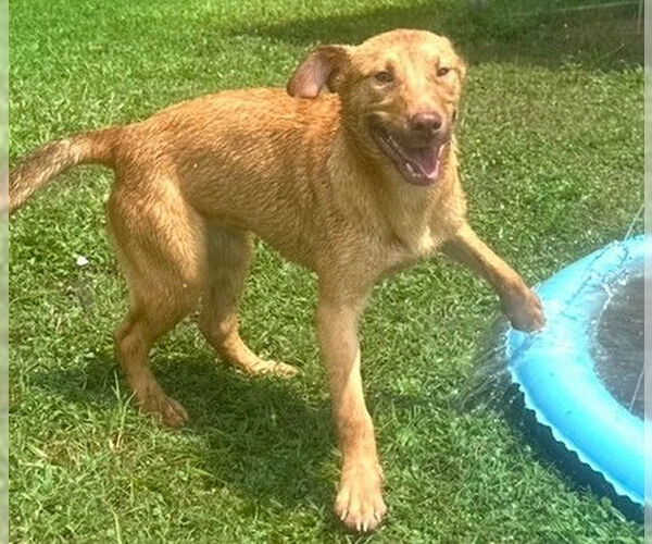 Medium Photo #2 Retriever -Unknown Mix Puppy For Sale in Newfoundland, PA, USA
