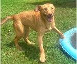 Small #1 Retriever  Mix