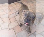 Small Photo #3 American Bully Puppy For Sale in PHOENIX, AZ, USA