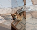 Small #2 Mutt