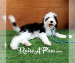Small Photo #1 Sheepadoodle Puppy For Sale in OVERGAARD, AZ, USA