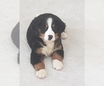 Small Photo #2 Bernese Mountain Dog Puppy For Sale in FREDERICK, MD, USA