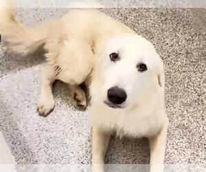 Great Pyrenees-Unknown Mix Dogs for adoption in Houston, TX, USA