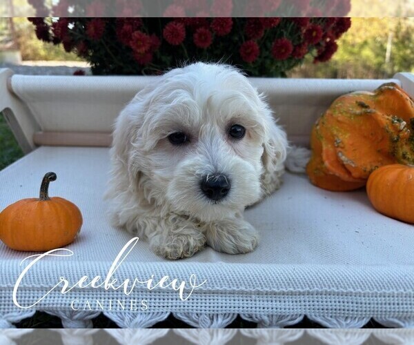 Medium Photo #41 Havachon Puppy For Sale in NIANGUA, MO, USA