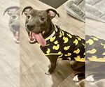 Small #7 American Pit Bull Terrier Mix