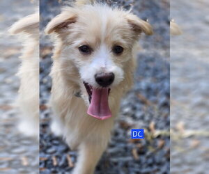 Border Terrier-Unknown Mix Dogs for adoption in Albemarle, NC, USA