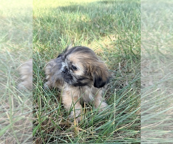 Medium Photo #9 Shih Tzu Puppy For Sale in MONROE, NC, USA