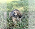 Small Photo #9 Shih Tzu Puppy For Sale in MONROE, NC, USA