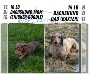Father of the Dachshund puppies born on 10/20/2025