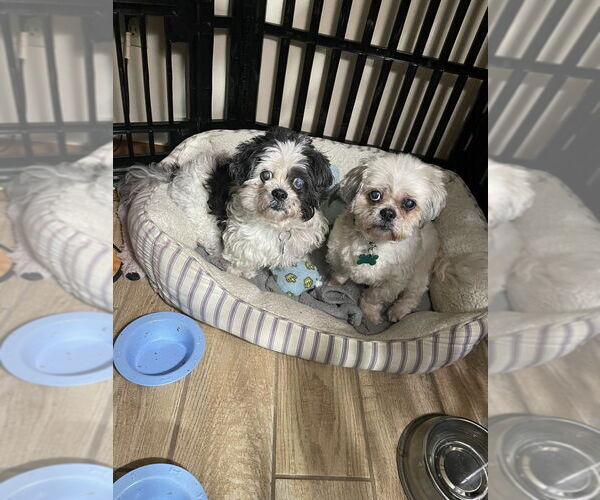 Medium Photo #2 Shih Tzu Puppy For Sale in Springdale, PA, USA