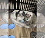 Small #1 Shih Tzu