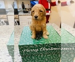 Small Photo #6 Goldendoodle Puppy For Sale in LEESBURG, GA, USA