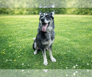 Rex - Male Australian Shepherd-Unknown Mix Dog for Adoption - Photo #4