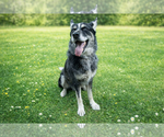 Small #3 Australian Shepherd Mix