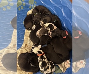 Great Dane Puppy for Sale in CONNERSVILLE, Indiana USA