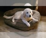 Small Photo #2 Great Pyrenees Puppy For Sale in Bend, OR, USA