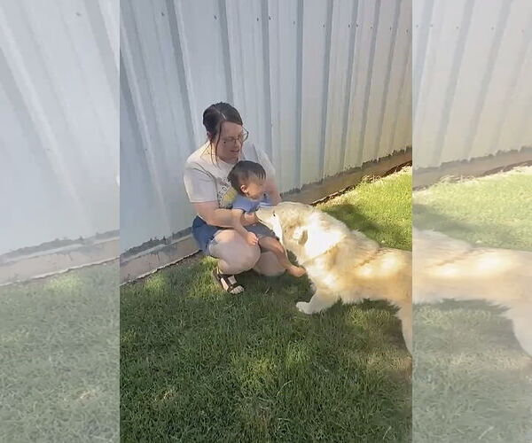 Medium Photo #3 Siberian Husky-Unknown Mix Puppy For Sale in Grafton, WI, USA