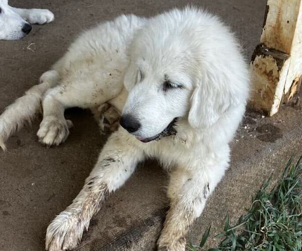 Medium Photo #7 Great Pyrenees Puppy For Sale in MULLIN, TX, USA