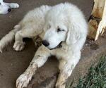 Small #6 Great Pyrenees